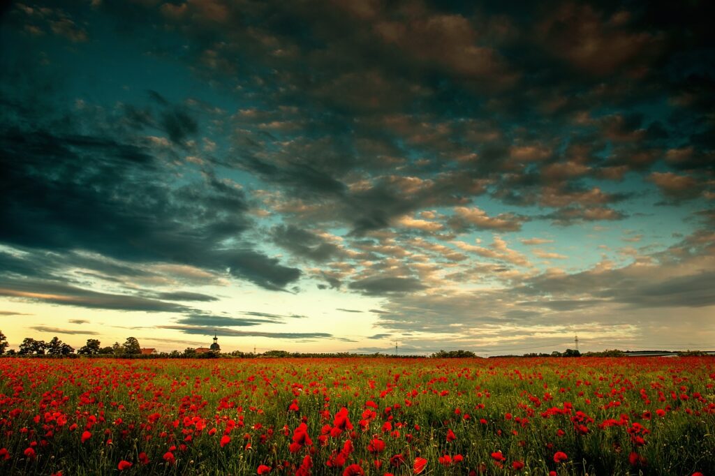 poppy, a cloud in the sky, nature, poppy flower, landscape, poppy field