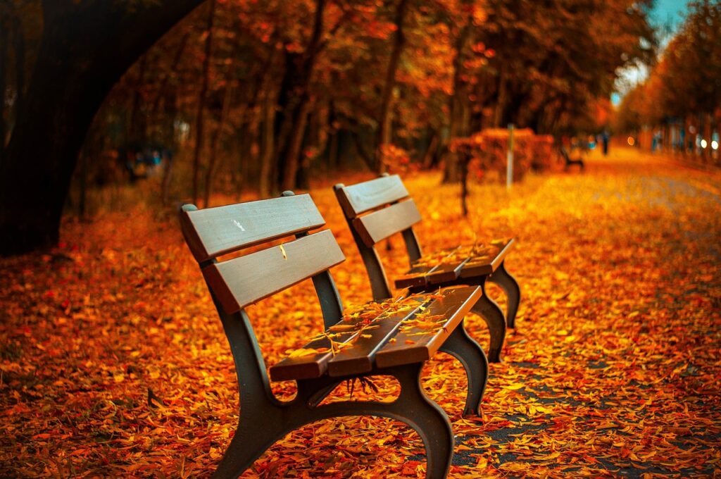 benches, autumn, park, rest, sit, park bench, seats, wood, wooden bench, nature, leaves, foliage, autumn leaves, autumn foliage, autumn season, autumn colors, fall, fall foliage, fallen leaves, fall colors