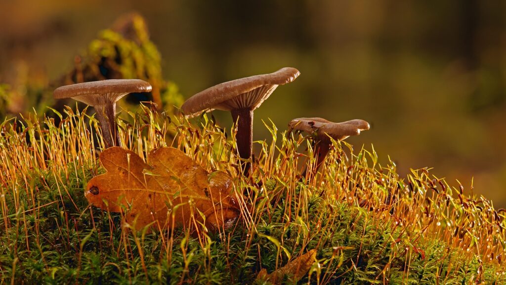 mushroom, moss, forest, fall, nature